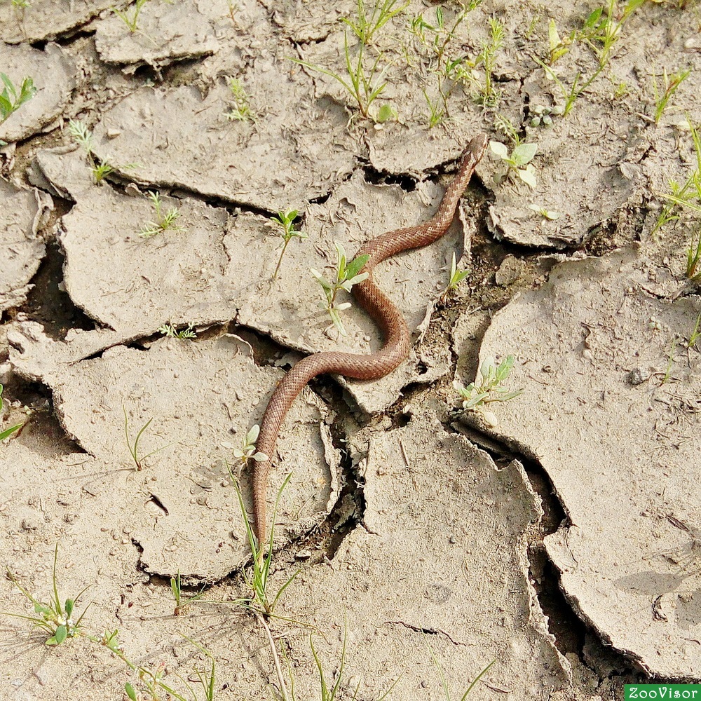 Vipera berus